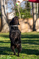 Pet-Photography-Black-Dog-Jumping-Ball
