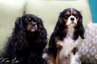 Pet-Photography-Dog-Sitting-Cavalier-King-Charles-Spaniel