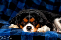 Pet-Photography-Laying-Cavalier-King-Charles-Spaniel-Blue-Blanket