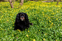 Pet-Photography-Sitting-Black-Cavalier-King-Charles-Spaniel-Yellow-Flowers