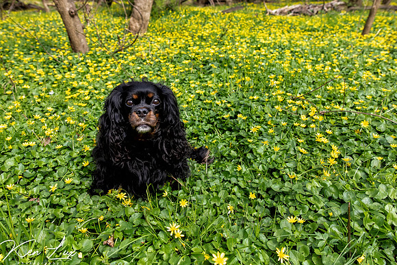 Pet-Photography-Sitting-Black-Cavalier-King-Charles-Spaniel-Yellow-Flowers