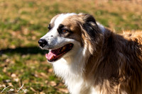 Pet-Photography-White-Tan-Dog-Park-Headshot