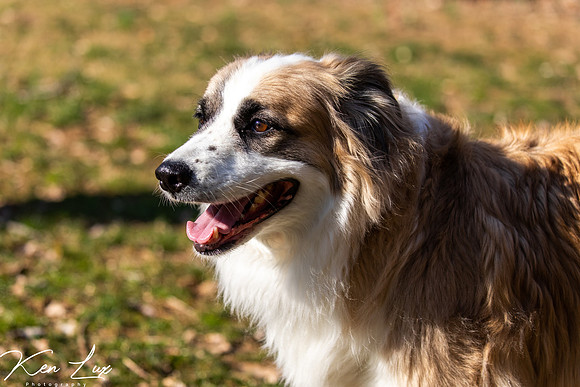 Pet-Photography-White-Tan-Dog-Park-Headshot