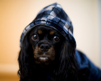 Pet-Photography-Black-Cavalier-King-Charles-Spaniel-Blue-Hoodie