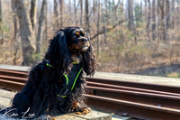 Pet-Photography-Black-Cavalier-King-Charles-Spaniel-Train-Tracks