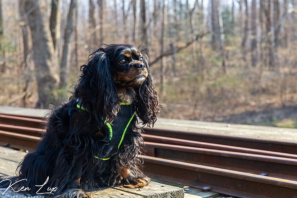 Pet-Photography-Black-Cavalier-King-Charles-Spaniel-Train-Tracks